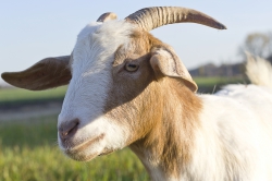 Sheeps goats (15)